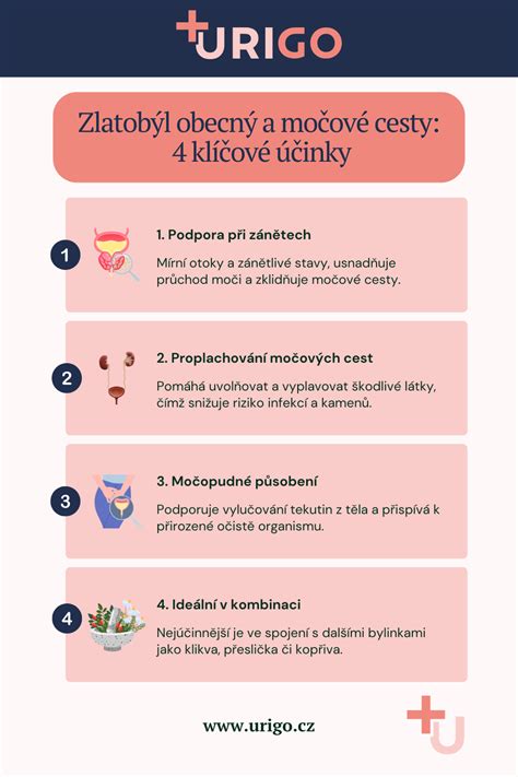 Infografika: potraviny prospešné pre močové cesty (brusnice, jogurt, voda, tekvicové semienka)