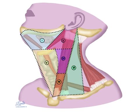 Ilustrácia anatomickej oblasti krku a brady