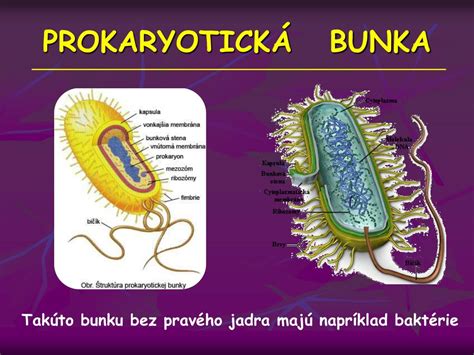 Diagram: Porovnanie štruktúry a funkcie bielych a hnedých tukových buniek