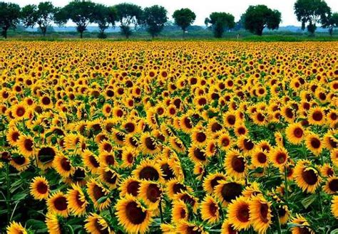 Slnečnicové pole s detailom kvetu slnečnice