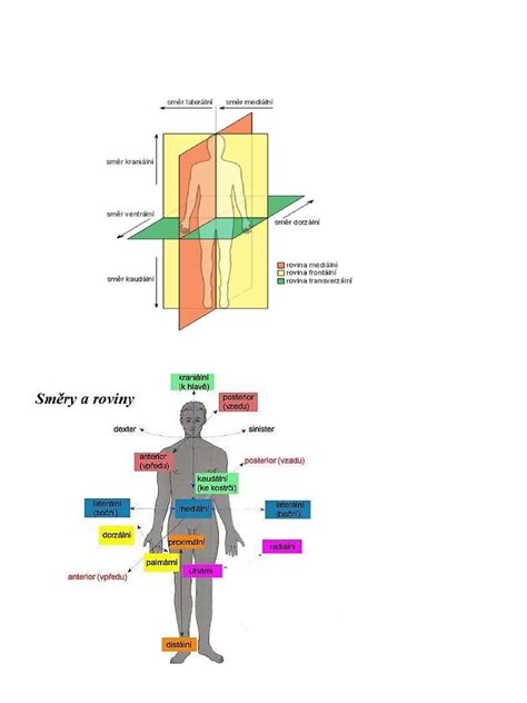 Infografika: Anatomické oblasti tela, kde sa najčastejšie vykonáva laserová liposukcia
