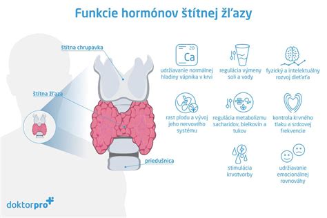 Schéma: Prepojenie štítnej žľazy, hormónov a energetického metabolizmu