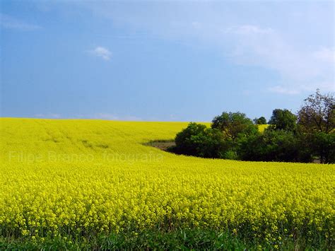 Tematická fotografia: Repkové pole v plnom kvete