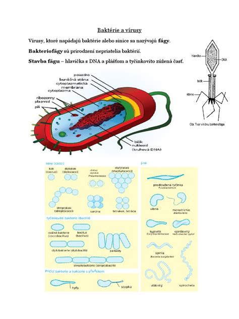 infografika zobrazujúca mechanizmus účinku koloidného striebra na baktérie a vírusy