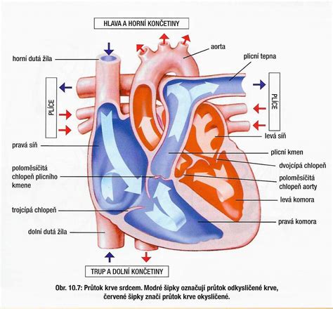 infografika znázorňujúca vplyv obezity a vysokých triglyceridov na srdcovocievny systém