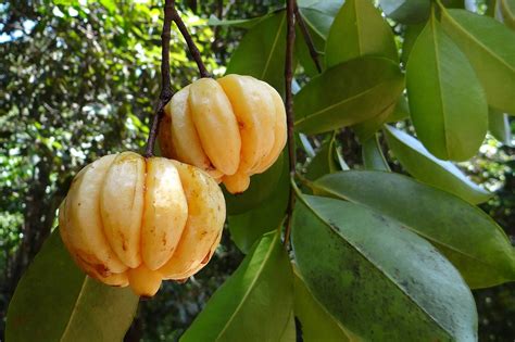 ilustračné foto stromu Garcinia Cambogia s plodmi