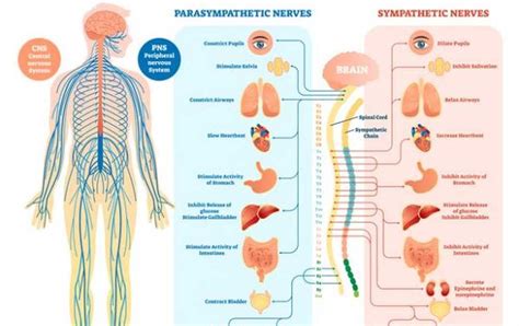 infografika znázorňujúca účinky sibutramínu na srdce a nervový systém