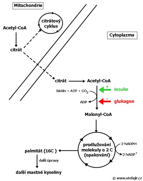 schéma prenosu mastných kyselín do mitochondrií s pomocou L-karnitínu