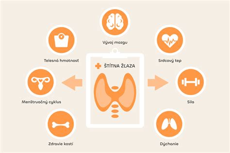 Schéma umiestnenia štítnej žľazy v krku a jej hlavné hormóny (T3, T4)