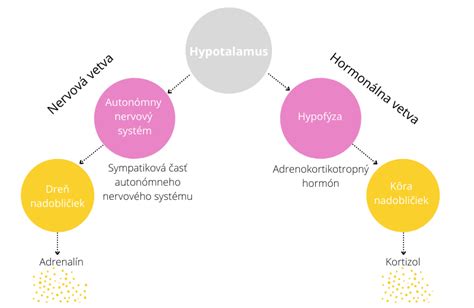 Schéma osi hypotalamus-hypofýza-nadobličky a uvoľňovania stresových hormónov