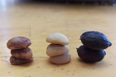 Schéma porovnávajúca proces spracovania zelenej a praženej kávy, zdôrazňujúca zachovanie kyseliny chlorogénovej v zelenej verzii