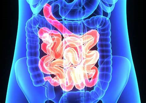 Schéma tráviaceho systému so zameraním na tenké črevo a poškodenie klkov pri celiakii