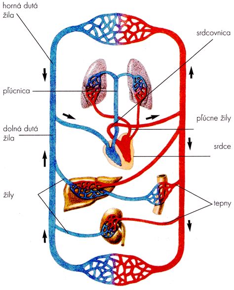 schéma znázorňujúca vplyv vysokého tlaku na srdcovo-cievny systém