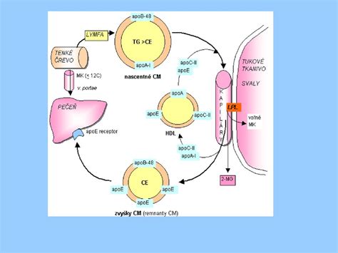 Infografika: Mechanizmus účinku kyseliny chlorogénovej na metabolizmus tukov a cukrov