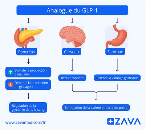 Schéma znázorňujúca mechanizmus pôsobenia GLP-1 agonistov na pocit sýtosti v mozgu
