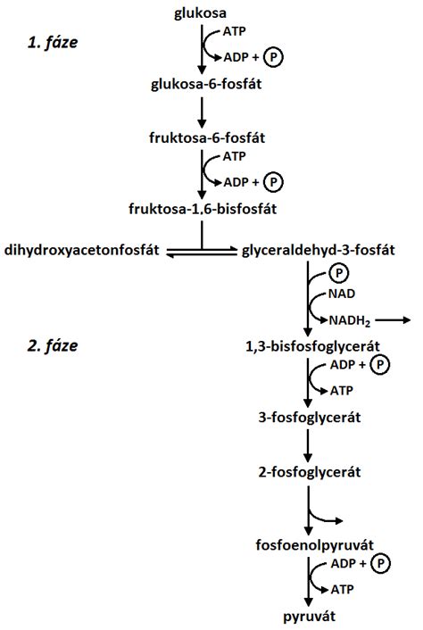 Schéma energetického metabolizmu bunky, ukazujúca prepojenie glykolýzy, Krebsovho cyklu a dýchacieho reťazca.