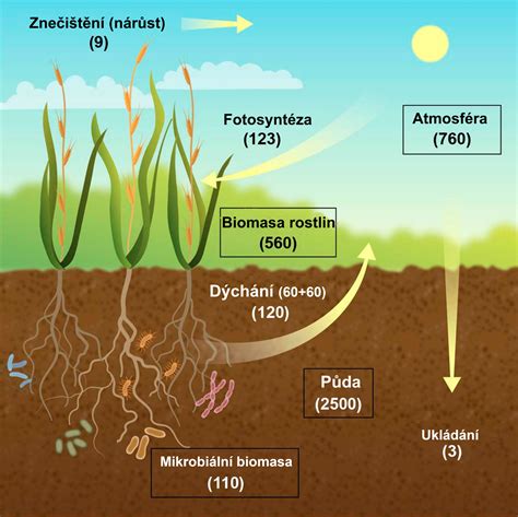 Schéma zobrazujúca 28-dňový cyklus harmonizácie tela a detoxikácie