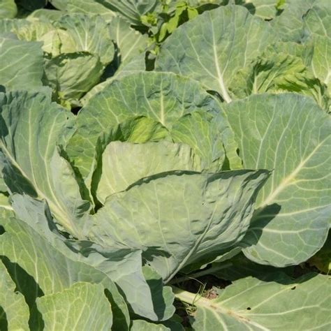 Snímka čerstvej bielej kapusty na poli alebo trhu