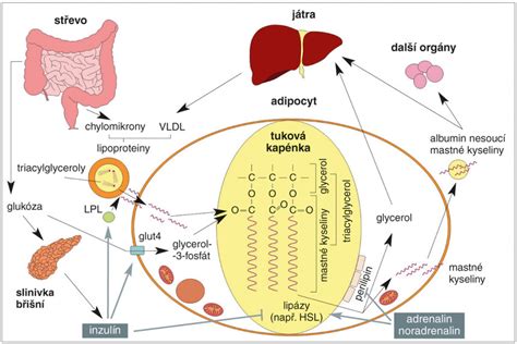 Schéma metabolických procesov v pečeni a ich prepojenie s tukovým tkanivom a mitochondriálnou dysfunkciou