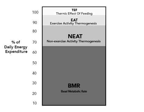 Schéma rozloženia denného energetického výdaja (BMR, RMR, TEF, EAT, NEAT)