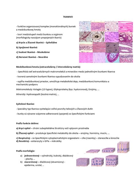 infografika znázorňujúca základné zloženie proteínov a ich úlohu v stavbe svalov a tkanív