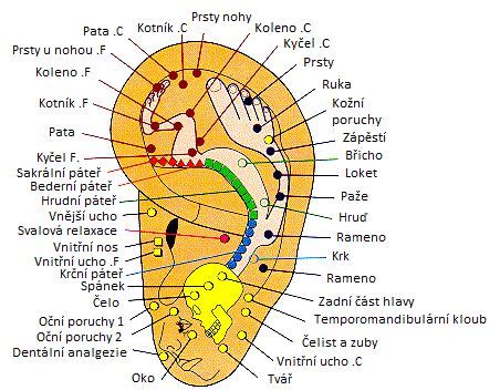 Ilustrácia aurikuloterapie - body na ušnici zamerané na tlmenie hladu