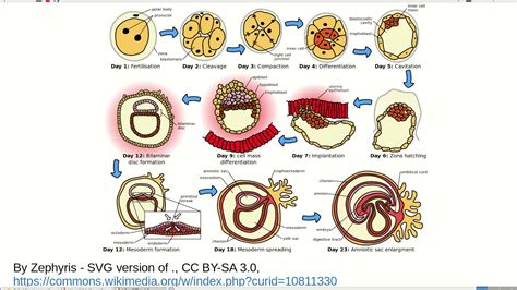Schéma ontogenetického vývinu: od vzniku gamét cez zygotu až po vývoj embrya