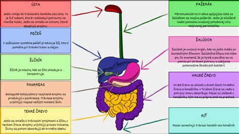 Diagram: Tráviaci systém človeka a hlavné miesta pôsobenia enzýmov