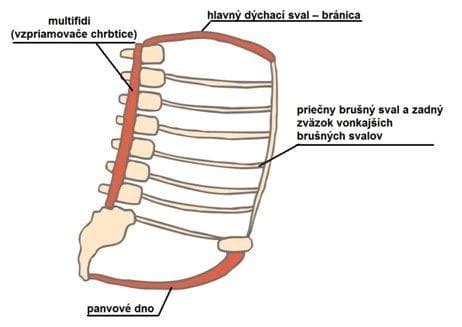 Schéma priamych brušných svalov a ukážka cviku skracovačky