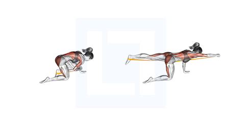 Schéma: svaly hlbokého stabilizačného systému (core) a ukážka cviku Bird Dog