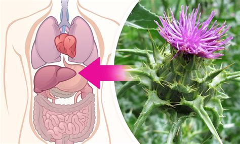 Infografika znázorňujúca vplyv pestreca mariánskeho na pečeň a metabolizmus