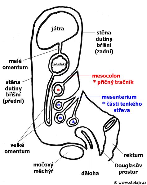Schéma znázorňujúca prietrž (herniu) brušnej steny, kde sa časť orgánu pretláča cez svalový otvor.