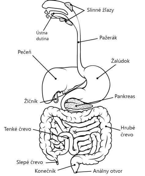 Schéma tráviacej sústavy so zvýraznením pečene a žlčníka
