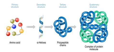 Schéma štruktúry bielkoviny: od aminokyselín cez polypeptidový reťazec až po zbalenú 3D štruktúru