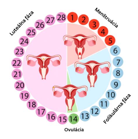 Schéma prirodzeného počatia a ovulácie