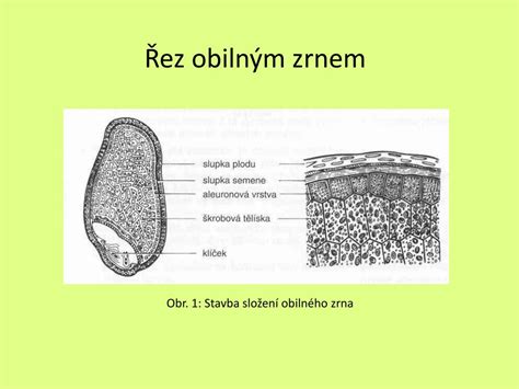 schéma: štruktúra obilného zrna (obal, jadro, klíček)