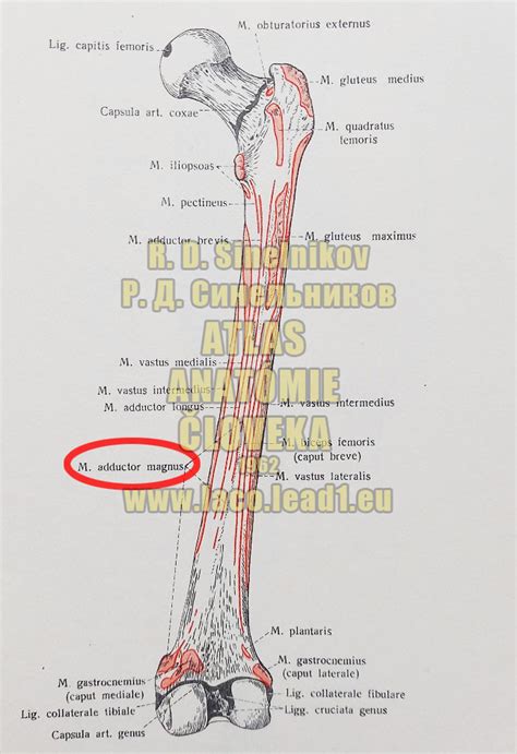 Anatomická schéma svalov dolných končatín so zameraním na adduktory