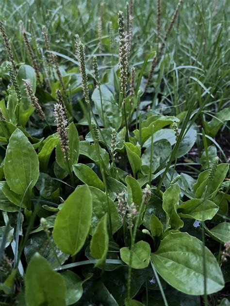 Ilustrácia rastliny skorocel indický (Plantago ovata) s detailom semien.