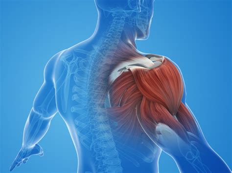 Schéma svalových partií a uhlov pohľadu pri kulturistickom pózovaní