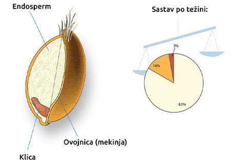 infografika zobrazujúca zloženie celozrnného zrna: obal, endosperm a klíčok s popisom živín