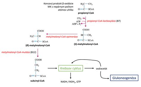 Schéma biochemického procesu lipolýzy a beta-oxidácie mastných kyselín v mitochondriách.