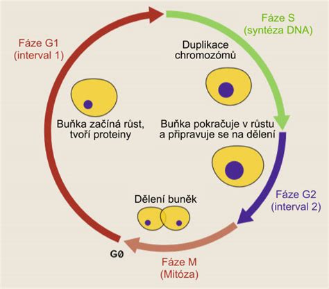 infografika znázorňujúca cyklus 4 dní v 90-dňovej diéte (bielkovinový, škrobový, uhľohydrátový a vitamínový deň)