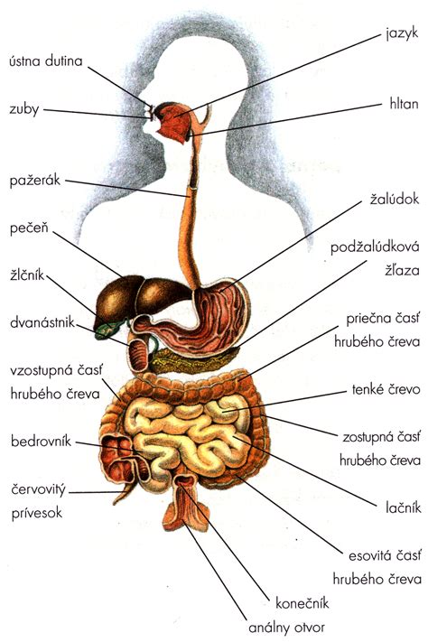 Schéma tráviacej sústavy zobrazujúca funkciu dolného pažerákového zvierača a mechanizmus vzniku refluxu.