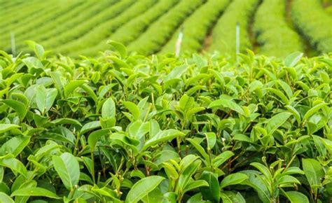 Ilustrácia znázorňujúca rôzne druhy čajových lístkov a šálok čaju.