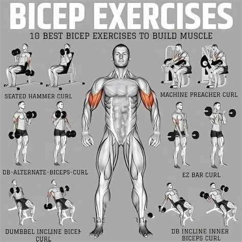 Infografika zobrazujúca anatómiu svalov paží (biceps, triceps, ramená) a miesta najčastejšieho ukladania tuku