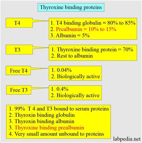 Infografika zobrazujúca metabolický proces premeny T4 na aktívny T3 v tkanivách.