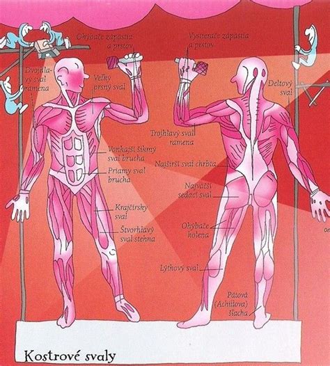 Infografika: rozdelenie tela na hornú a dolnú polovicu, s vyznačenými svalovými skupinami