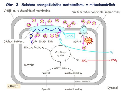 Schéma energetického výdaja organizmu.