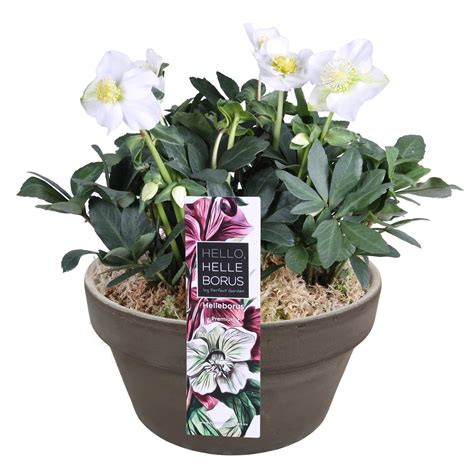 Kvitnúca čemerica čierna (Helleborus niger) v prírodnom prostredí