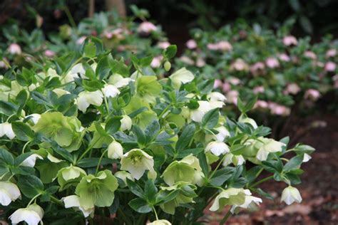 Koláž rôznych druhov čemerice (Helleborus) s farebnými kvetmi